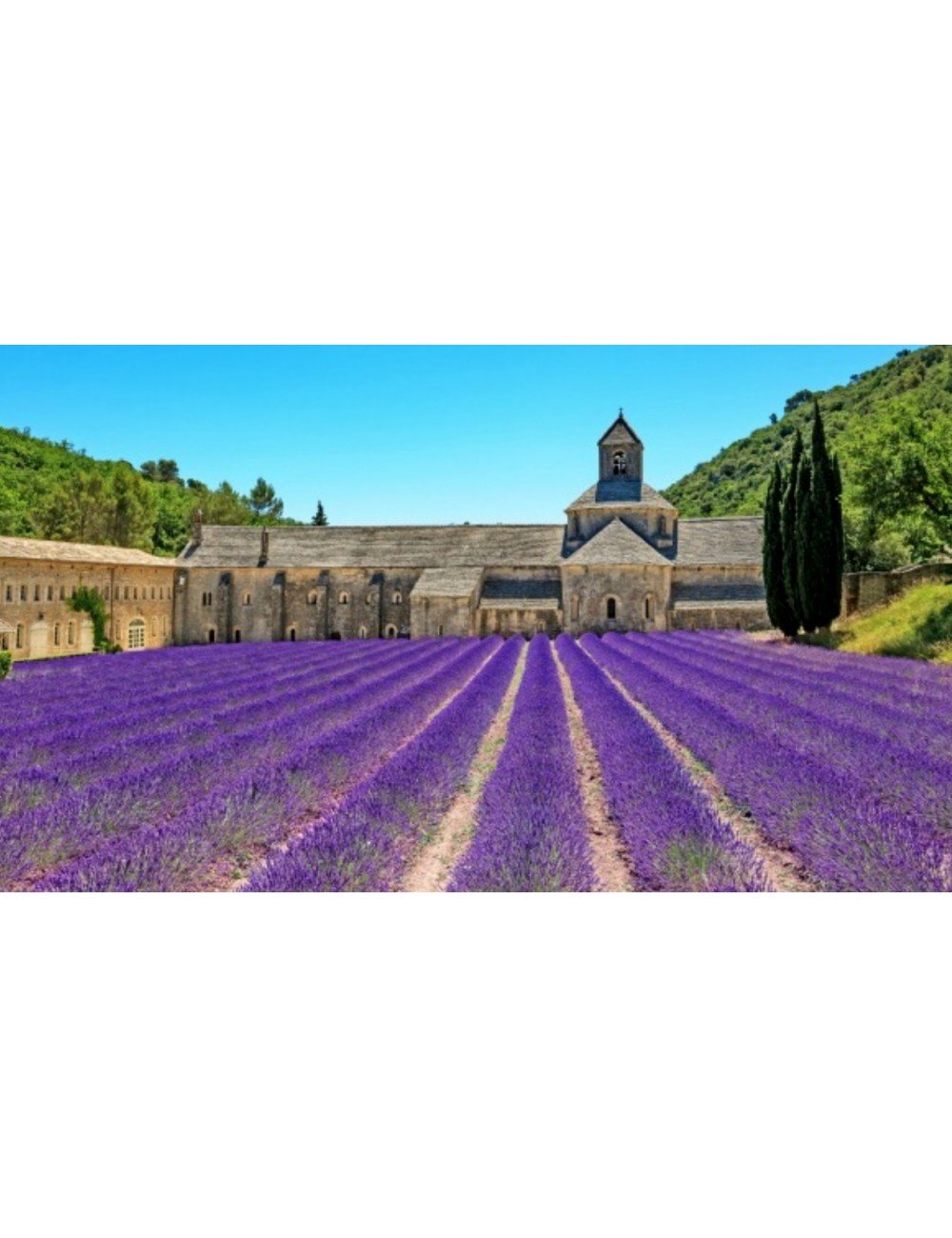 Lavanda: Fiore da Esterno Romantico e Provenzale - Officina verde