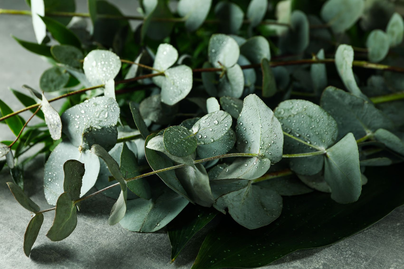 L'Eucalipto: La Nuova Frontiera del Balcone Minimalista