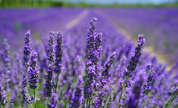 Il Fascino Intramontabile della Lavanda: Eleganza e Sostenibilità
