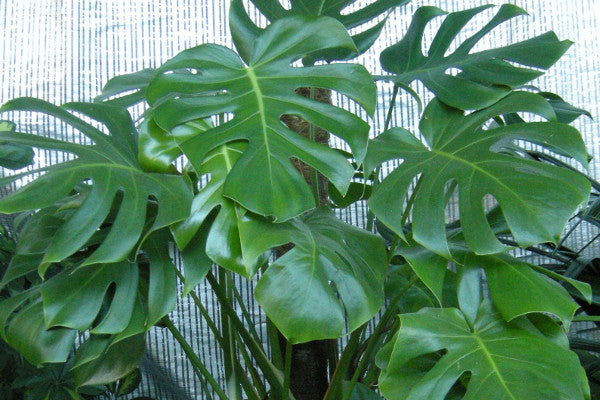 Alocasia e Piante a "Foglia Larga": La Giungla Urbana negli Interni