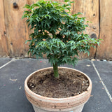 Bonsai Acer Palmatum Shishigashira come da foto, vaso cm.20