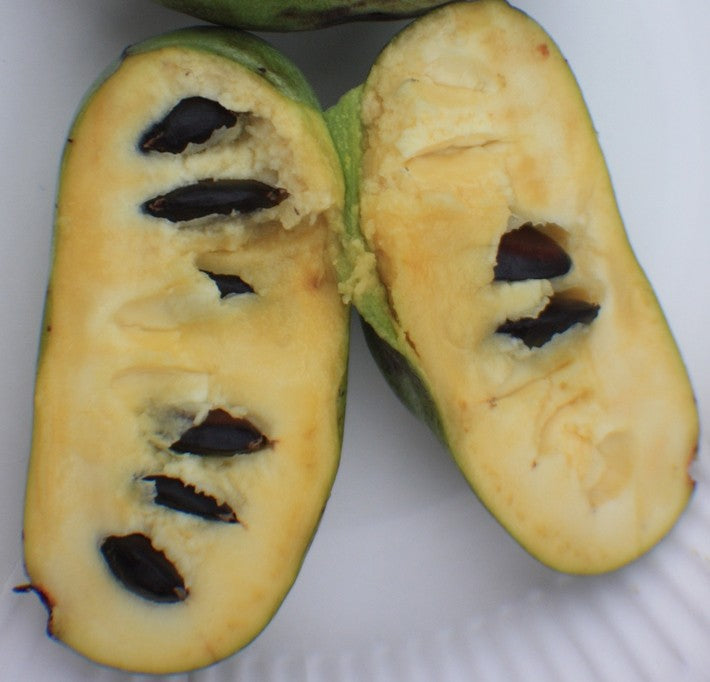 Asimina triloba Sunflower