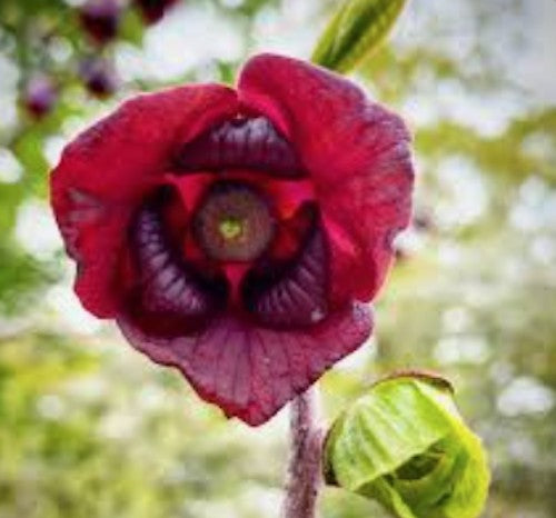 Asimina triloba vaso 9