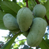 Asimina triloba vaso 9