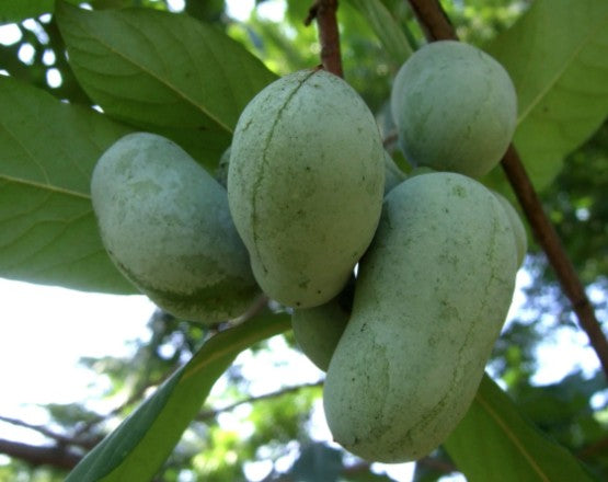 Asimina triloba vaso 9