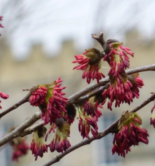 Parrotia Vanessa v.9