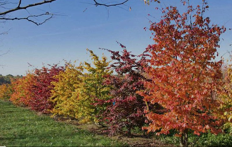 Parrotia Vanessa v.9