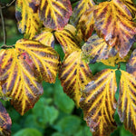 Parrotia Vanessa v.9