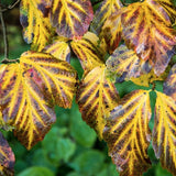 Parrotia Vanessa v.9