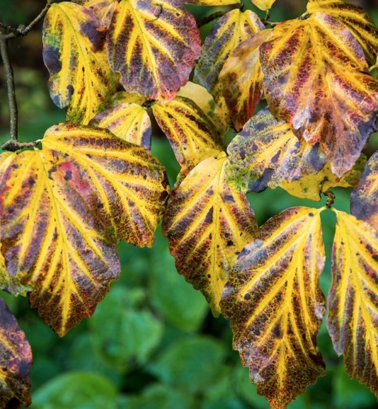 Parrotia Vanessa v.9