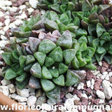 Haworthia pygmaea fa cristallina