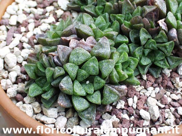 Haworthia pygmaea fa cristallina