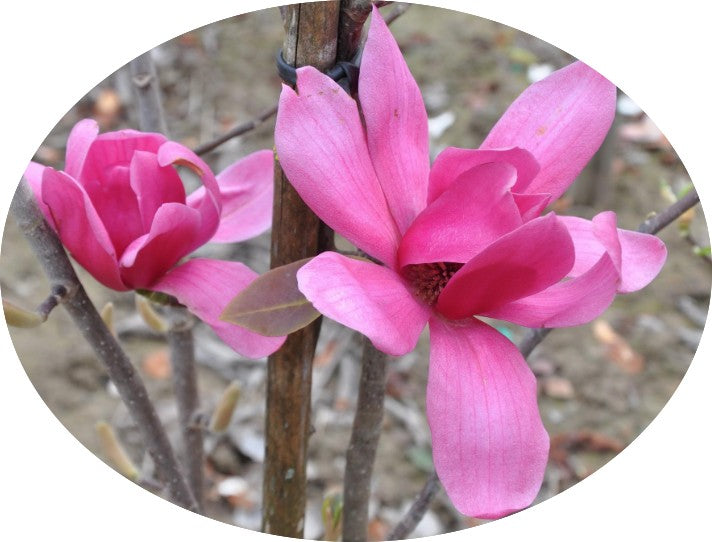Magnolia Star Wars  ®
