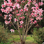 Magnolia Star Wars  ®