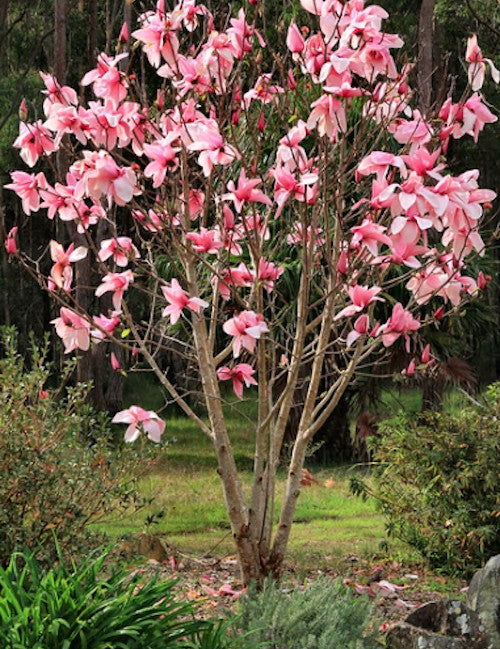 Magnolia Star Wars  ®