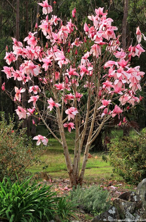 Magnolia Star Wars  ®