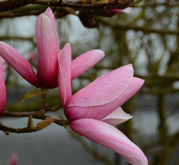 Magnolia Star Wars  ®