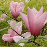 Magnolia Star Wars  ®