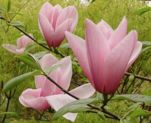 Magnolia Star Wars  ®