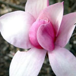 Magnolia Star Wars  ®