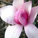 Magnolia Star Wars  ®