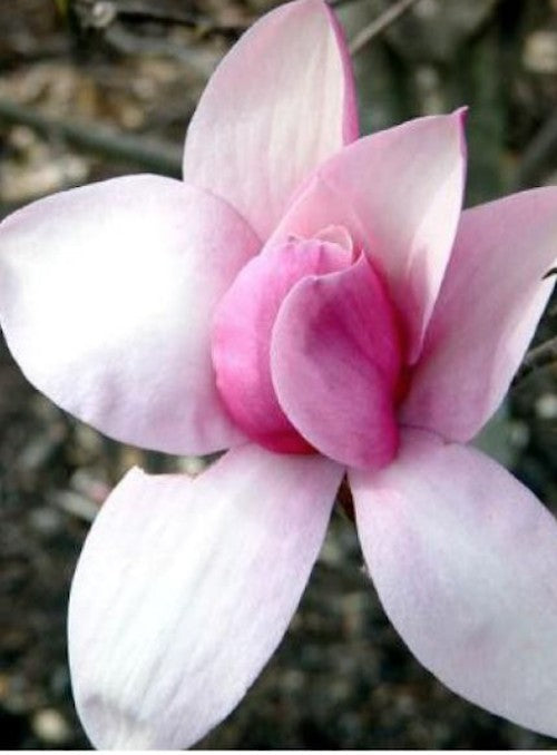 Magnolia Star Wars  ®