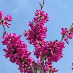 Cercis sinensis compacta vaso 8x8