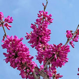 Cercis sinensis compacta vaso 8x8