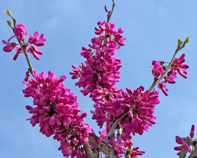 Cercis sinensis compacta vaso 8x8