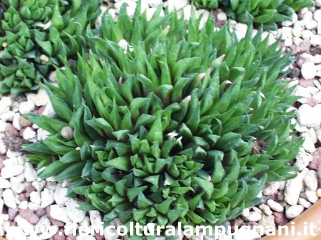 Haworthia chloracantha