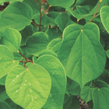 Cercis sinensis compacta vaso 8x8