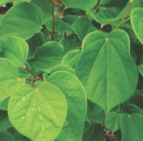 Cercis sinensis compacta vaso 8x8