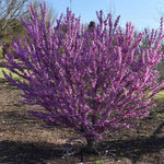Cercis sinensis compacta vaso 8x8