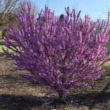 Cercis sinensis compacta vaso 8x8