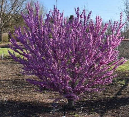 Cercis sinensis compacta vaso 8x8