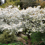 Prunus serrulata  jo nioi vaso 9