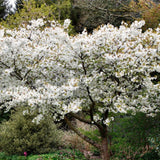 Prunus serrulata  jo nioi vaso 9