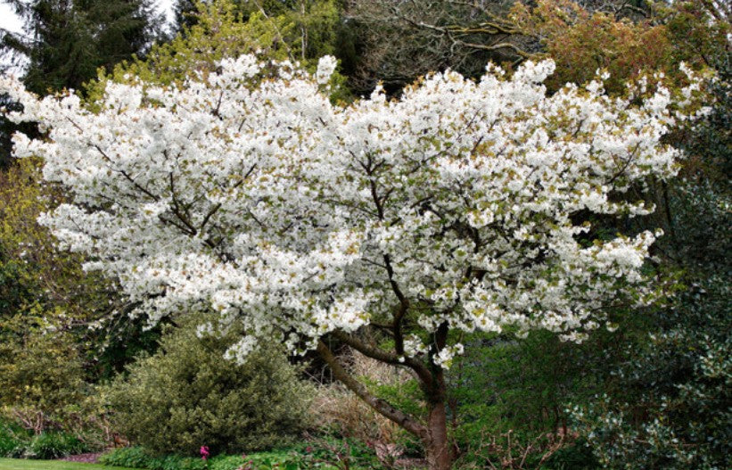 Prunus serrulata  jo nioi vaso 9