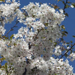 Prunus serrulata  jo nioi vaso 9