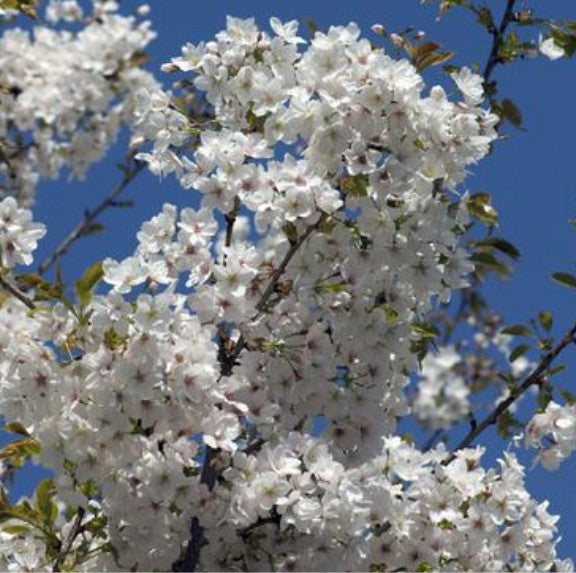 Prunus serrulata  jo nioi vaso 9