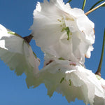 Prunus serrulata  jo nioi vaso 9