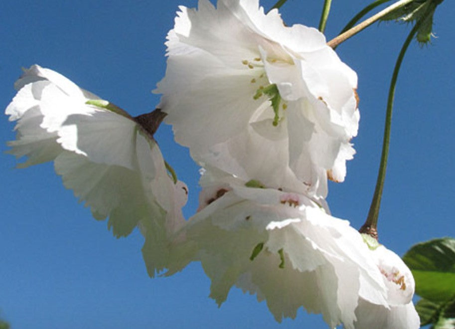 Prunus serrulata  jo nioi vaso 9