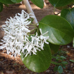 Chionanthus retusus  V.9