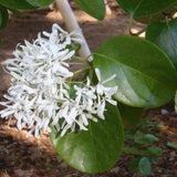 Chionanthus retusus  V.9