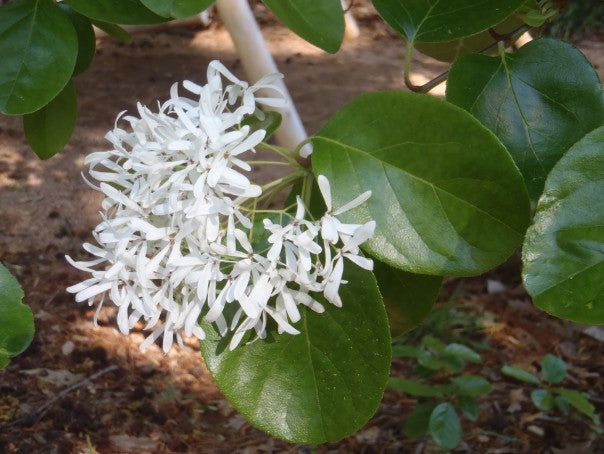 Chionanthus retusus  V.9