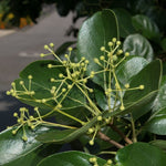Chionanthus retusus  V.9