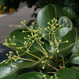 Chionanthus retusus  V.9