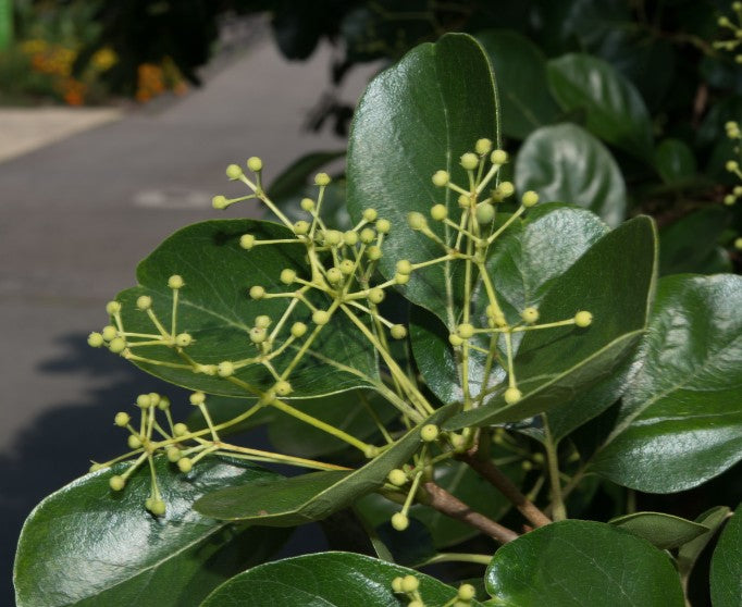 Chionanthus retusus  V.9