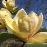 Magnolia Sunsation