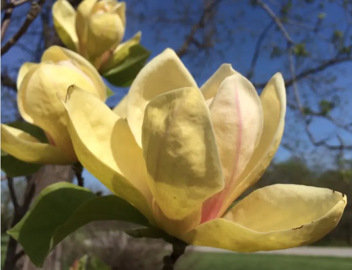 Magnolia Sunsation